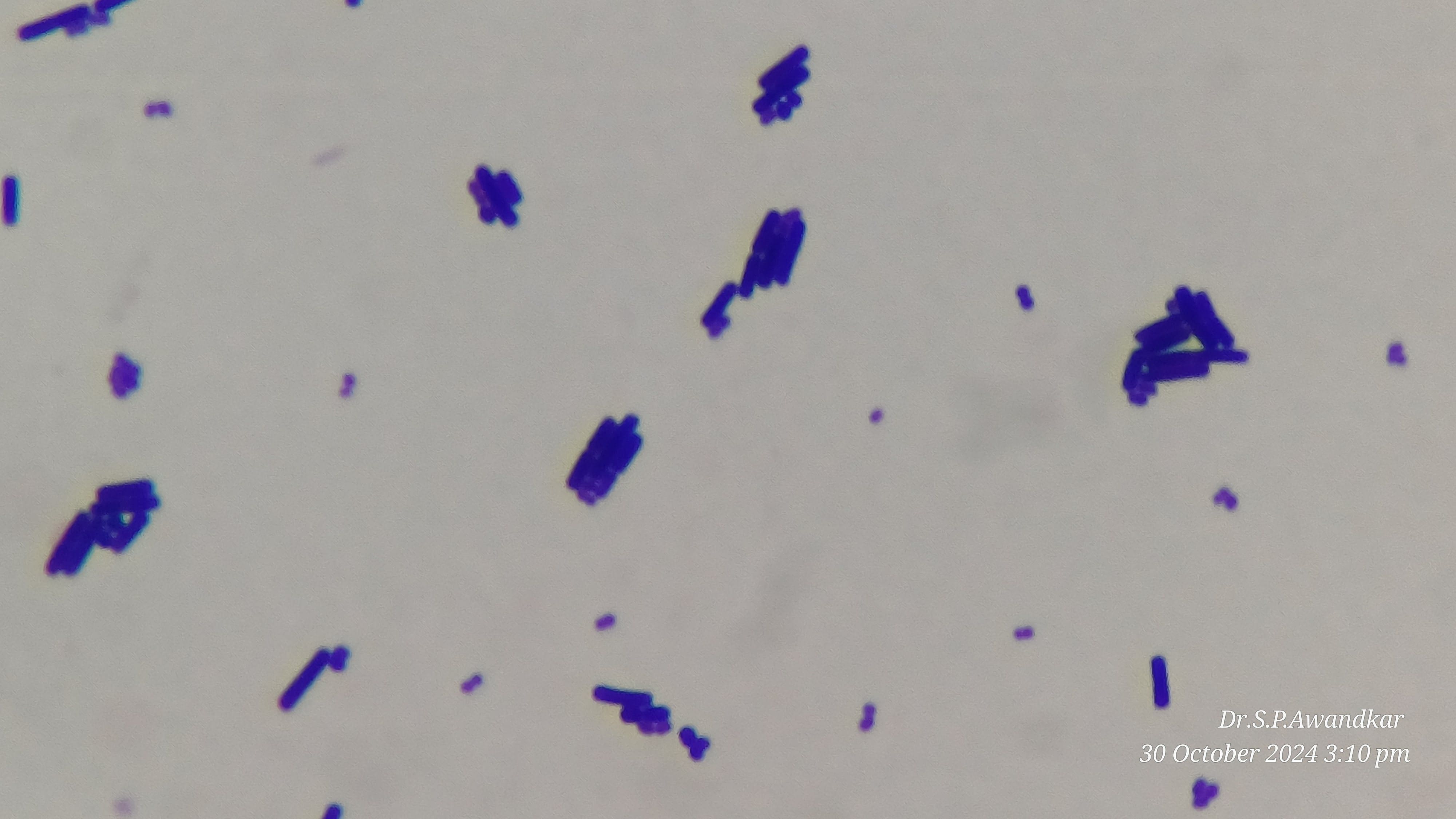 21. Pallished Bacteria